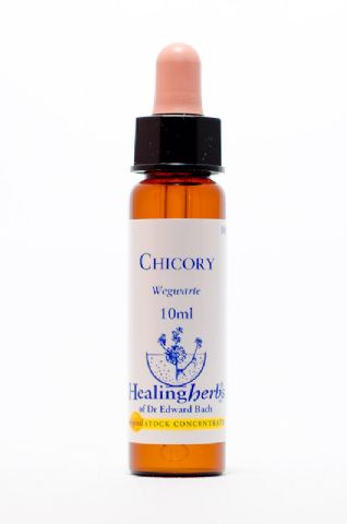 Healing Herbs 08 Chicory (Wegwarte, Zichorie)