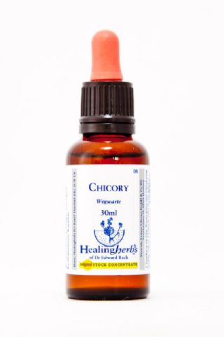 Healing Herbs 08 Chicory (Wegwarte, Zichorie)