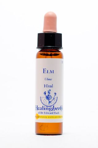 Healing Herbs 11 Elm (Ulme)