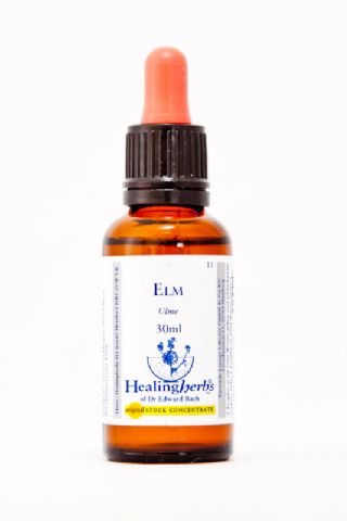Healing Herbs 11 Elm (Ulme)