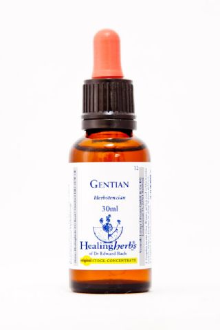Healing Herbs 12 Gentian (Enzian)