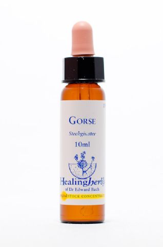 Healing Herbs 13 Gorse (Stechginster)