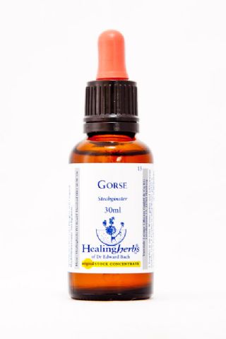 Healing Herbs 13 Gorse (Stechginster)