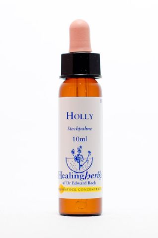 Healing Herbs 15 Holly (Stechpalme)