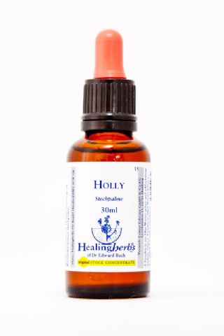 Healing Herbs 15 Holly (Stechpalme)