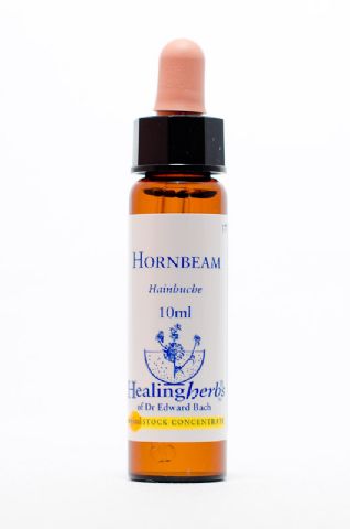 Healing Herbs 17 Hornbeam (Hainbuche)