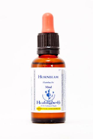 Healing Herbs 17 Hornbeam (Hainbuche)