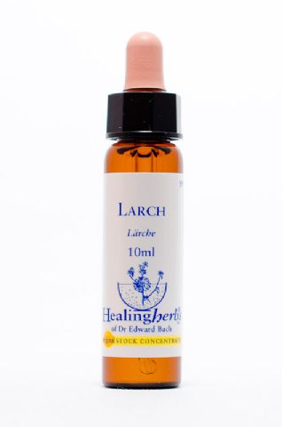 Healing Herbs 19 Larch (Lärche)
