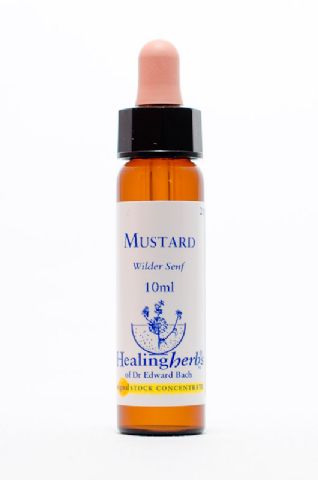 Healing Herbs 21 Mustard (Ackersenf)