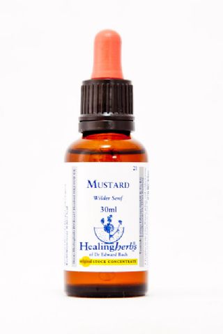 Healing Herbs 21 Mustard (Ackersenf)