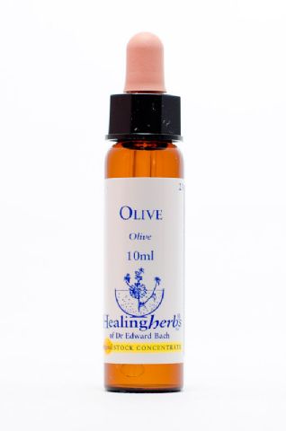 Healing Herbs 23 Olive (Olive)