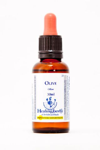 Healing Herbs 23 Olive (Olive)