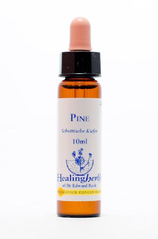 Healing Herbs 24 Pine (Kiefer)