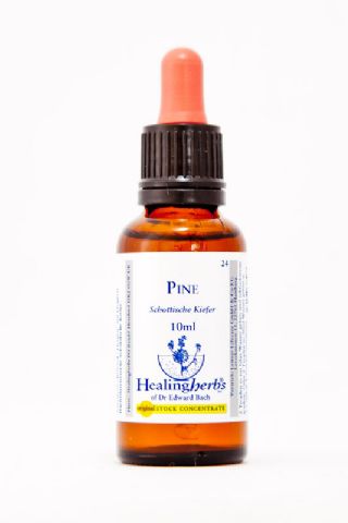 Healing Herbs 24 Pine (Kiefer)