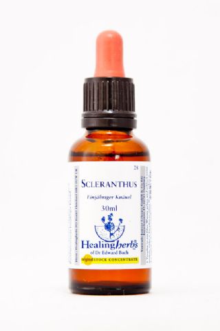 Healing Herbs 28 Scleranthus (einjähriges Knäuel)