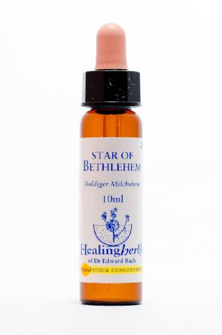 Healing Herbs 29 Star of Bethlehem (doldiger Milchstern)