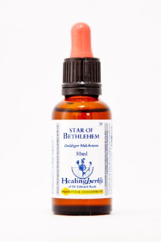 Healing Herbs 29 Star of Bethlehem (doldiger Milchstern)