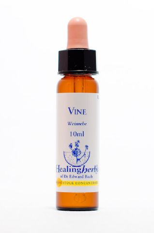 Healing Herbs 32 Vine (Weinrebe)