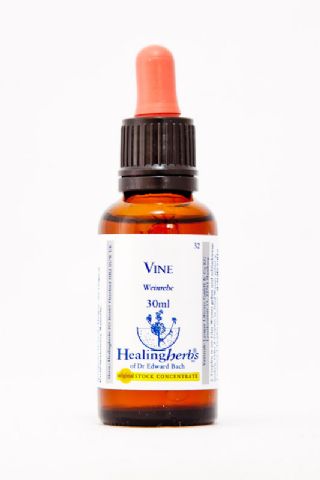 Healing Herbs 32 Vine (Weinrebe)