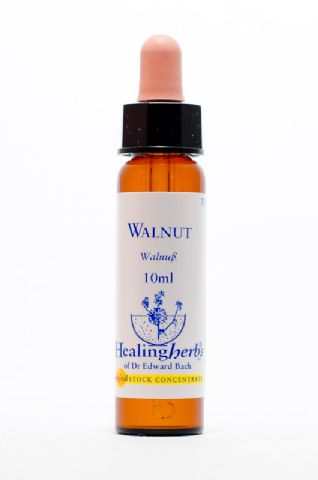 Healing Herbs 33 Walnut (Walnuss)
