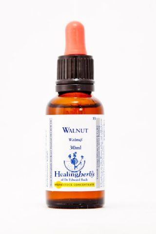 Healing Herbs 33 Walnut (Walnuss)