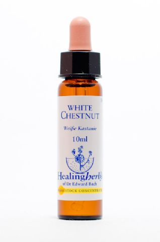 Healing Herbs 35 White Chestnut (Rosskastanie)
