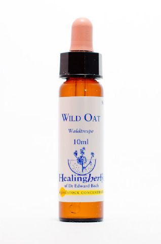 Healing Herbs 36 Wild Oat (Waldtrespe)