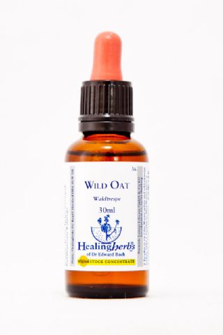 Healing Herbs 36 Wild Oat (Waldtrespe)