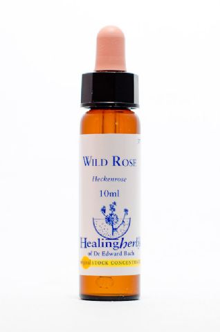 Healing Herbs 37 Wild Rose (Hundsrose)