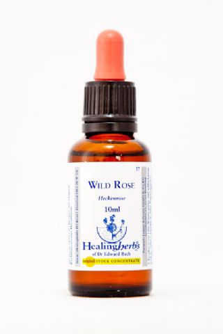Healing Herbs 37 Wild Rose (Hundsrose)