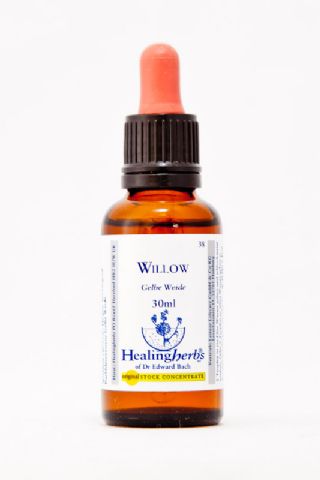 Healing Herbs 38 Willow (gelbe Weide)