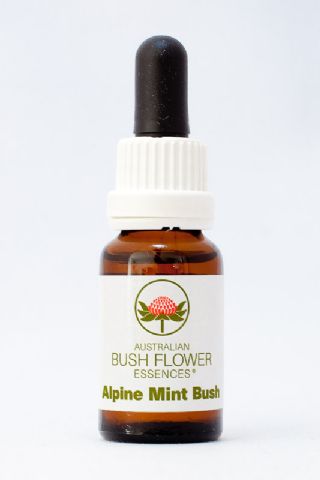 AUB Alpine Mint Bush