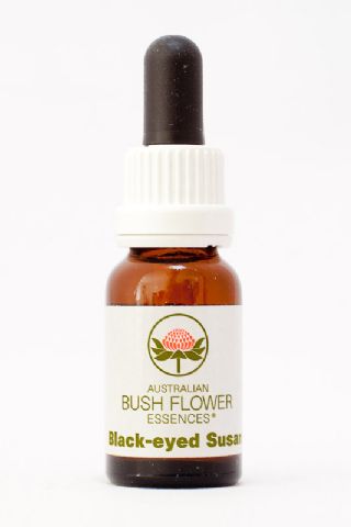 AUB Black Eyed Susan