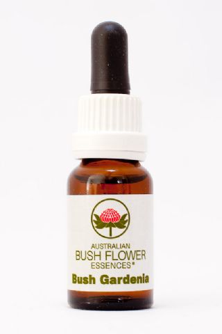 AUB Bush Gardenia
