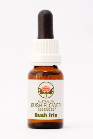 AUB Bush Iris
