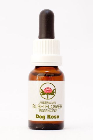 AUB Dog Rose
