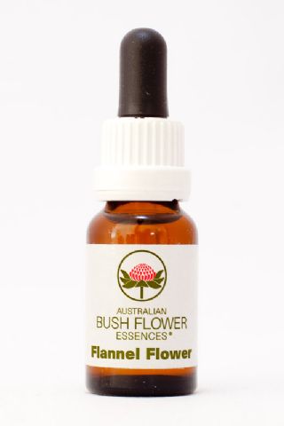 AUB Flannel Flower