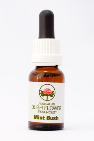AUB Mint Bush