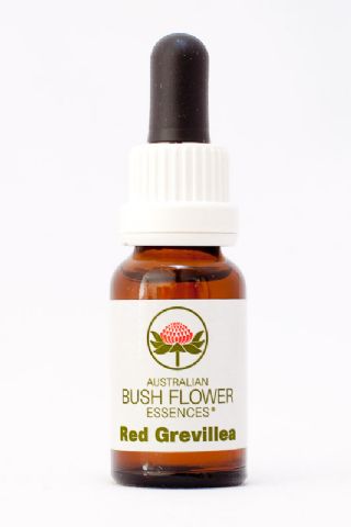 AUB Red Grevillea