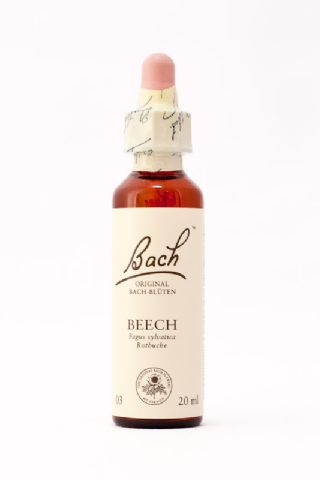 03 Beech (Rotbuche)