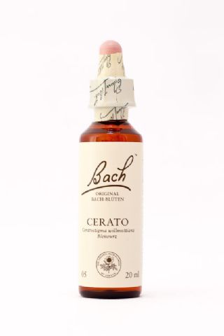 05 Cerato (Bleiwurz, Hornkraut)