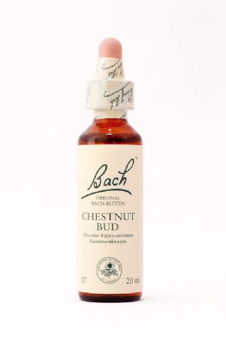 07 Chestnut Bud (Kastanienknospe)