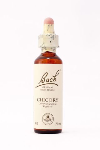 08 Chicory (Wegwarte, Zichorie)