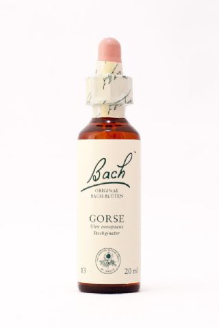 13 Gorse (Stechginster)