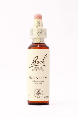 17 Hornbeam (Hainbuche)
