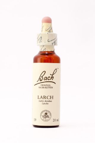 19 Larch (Lärche)