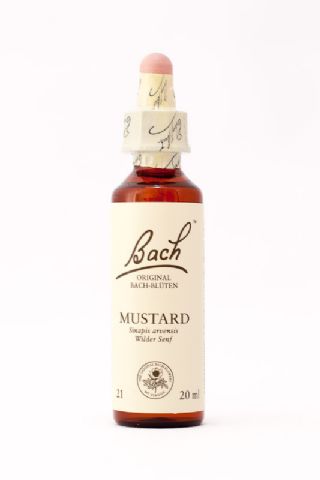 21 Mustard (Ackersenf)