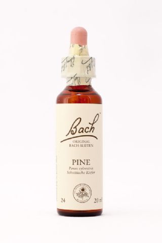 24 Pine (Kiefer)