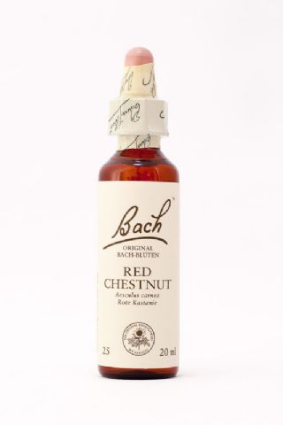 25 Red Chestnut (Rote Kastanie)