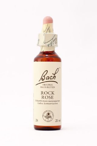26 Rock Rose (Gemeines Sonnenröschen)